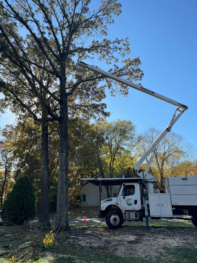 Local Springfield Tree Removal Services with Affordable Pricing