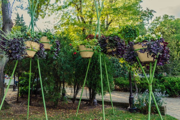 How Professional Landscaping Enhances Properties in Allen