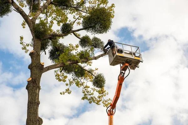 Fast and Safe Tree Cutting Service You Can Trust