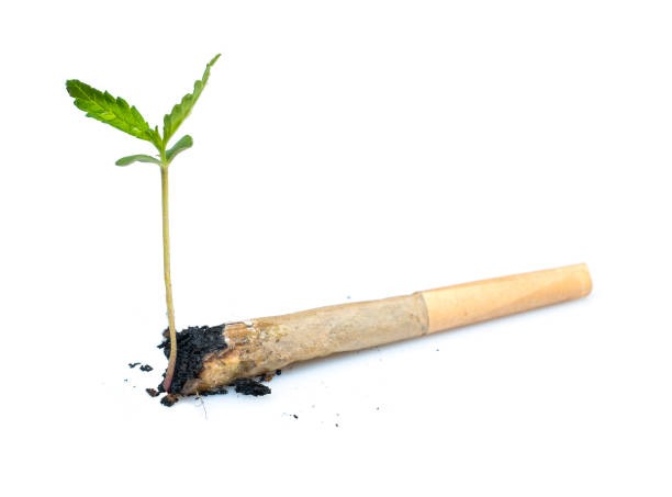 Terp Sourced Pre Rolls That Stand Out for Taste and Performance