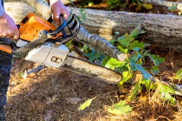 Trusted Jackson MI Tree Removal Services for Homes and Businesses