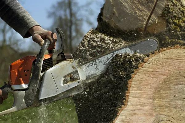 Local Tree Service Near Me with Affordable Same-Day Tree Care