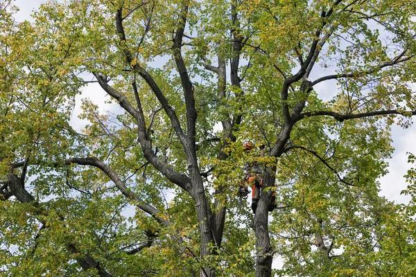 Fast Response Options for Emergency Tree Services