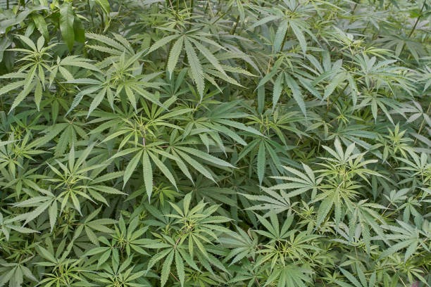 THCA Flower and THC Vapes A Complete Buyer’s Guide
