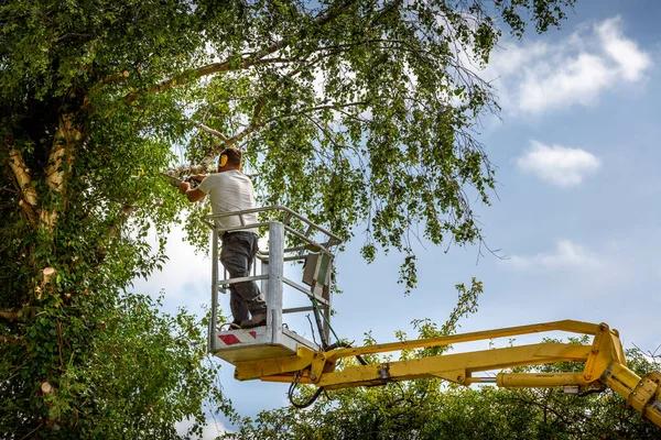 Affordable Tree Services Designed for Safe and Healthy Trees