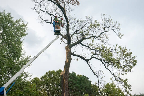Expert Tree Service Mobile for Residential and Commercial Properties